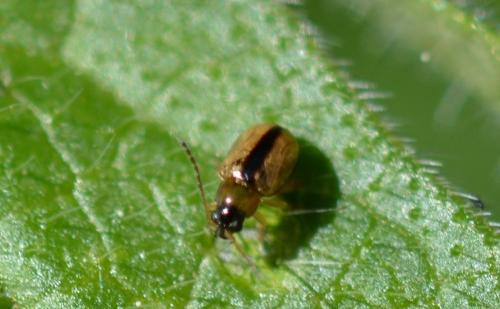 Longitarsus sp.